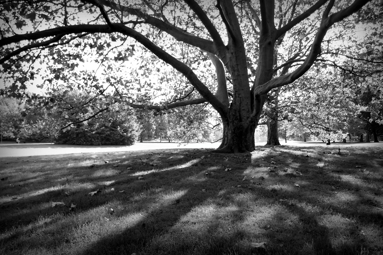 Natures Backlit