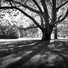 Natures Backlit