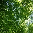 Nature's Canopy