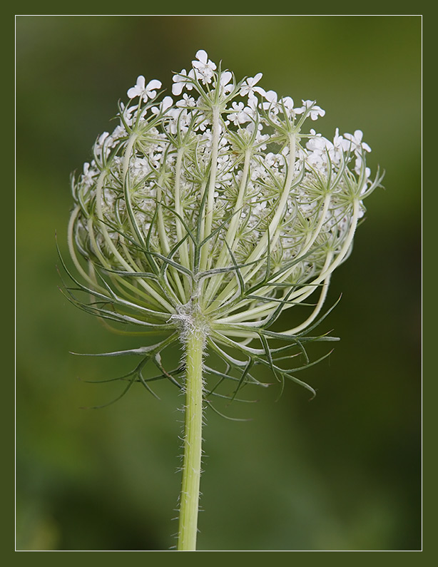 Nature's engineering