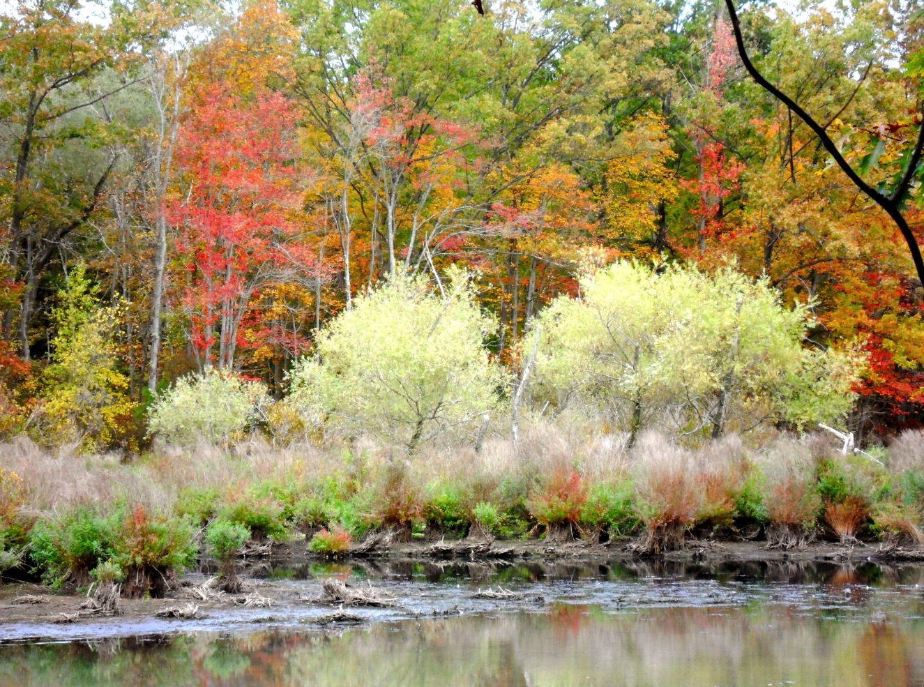 Nature's fall colors