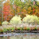 Nature's fall colors