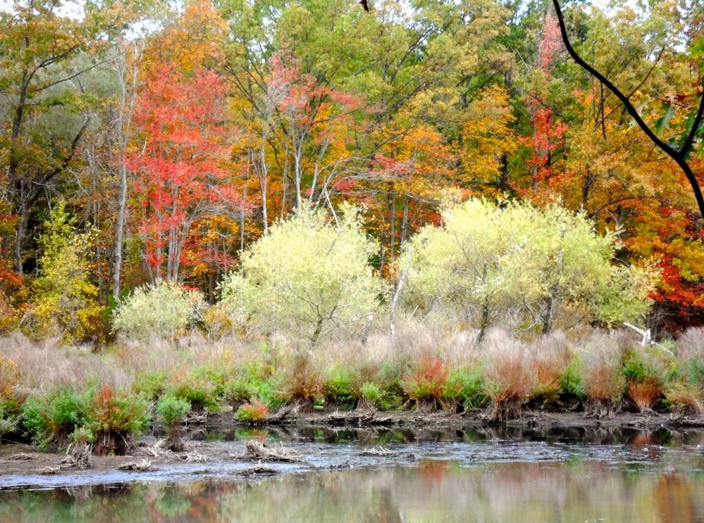 Nature's fall colors