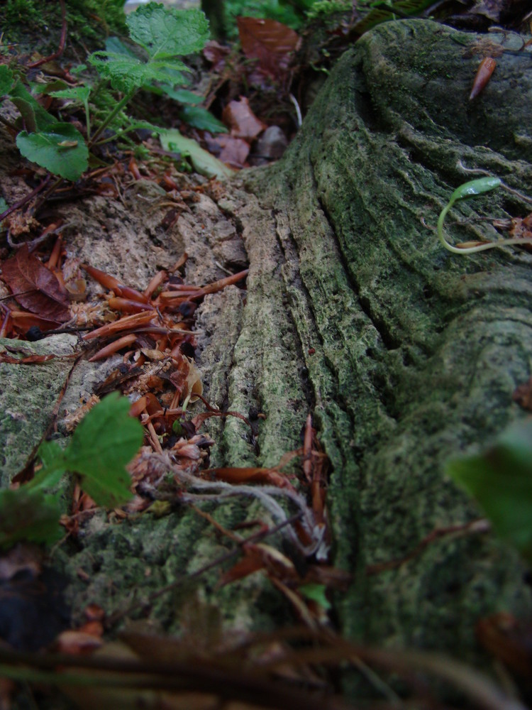 natures finger print