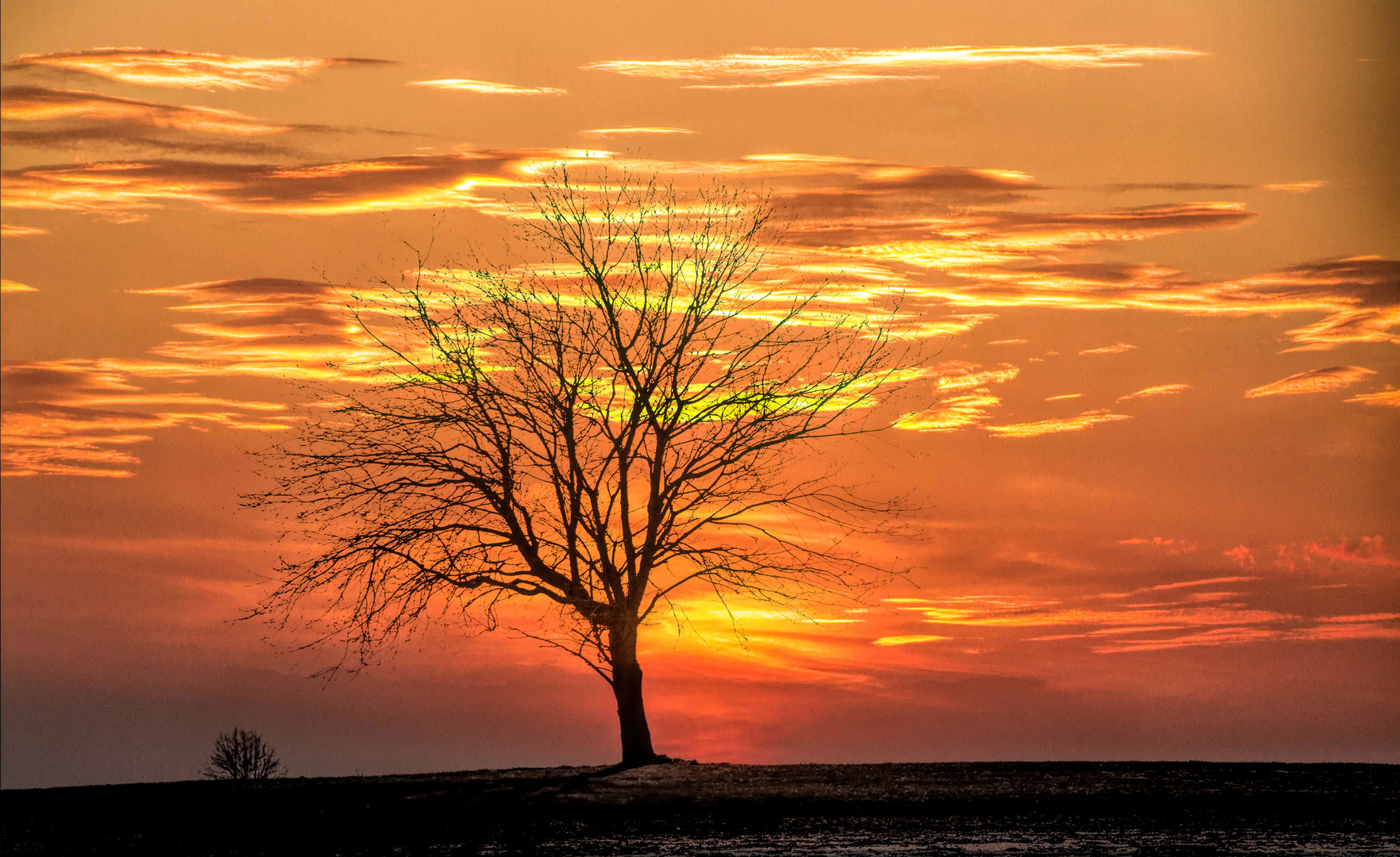 Nature's game in autumn II