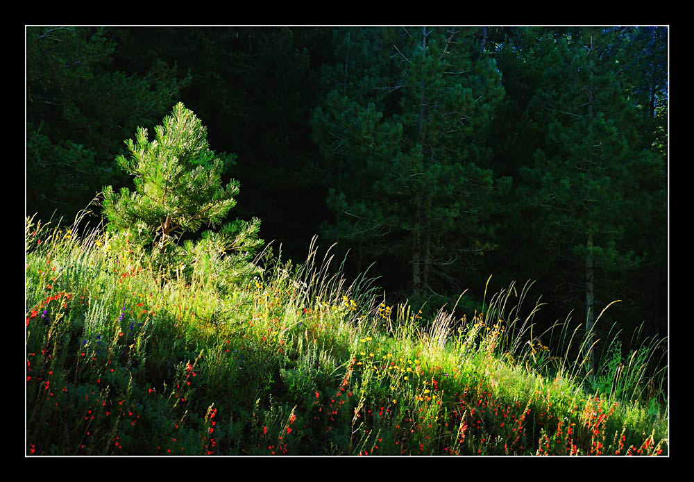 Nature's Garden