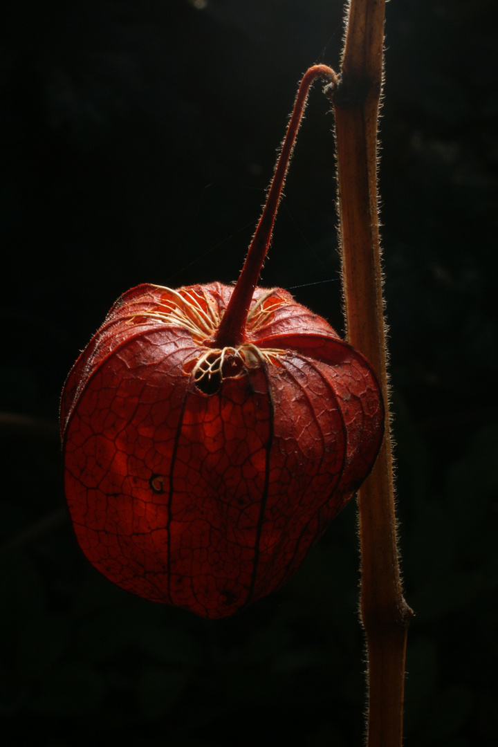 Nature's Lantern