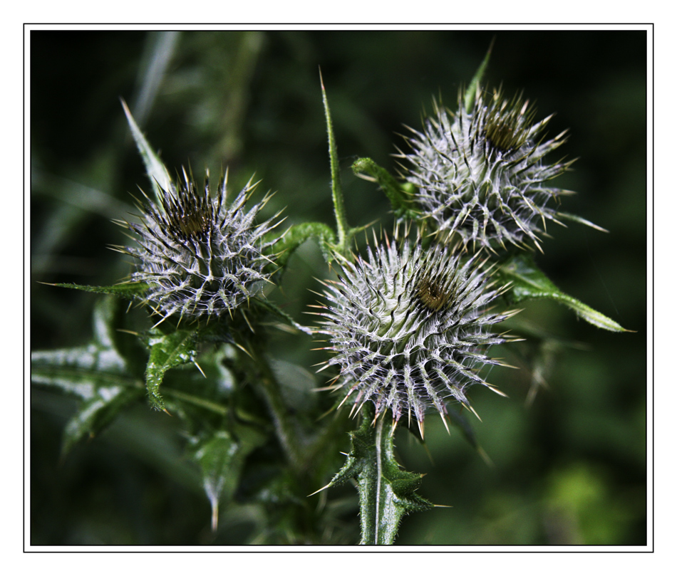 Natures little Hedgehogs :-)