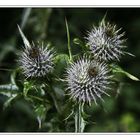 Natures little Hedgehogs :-)