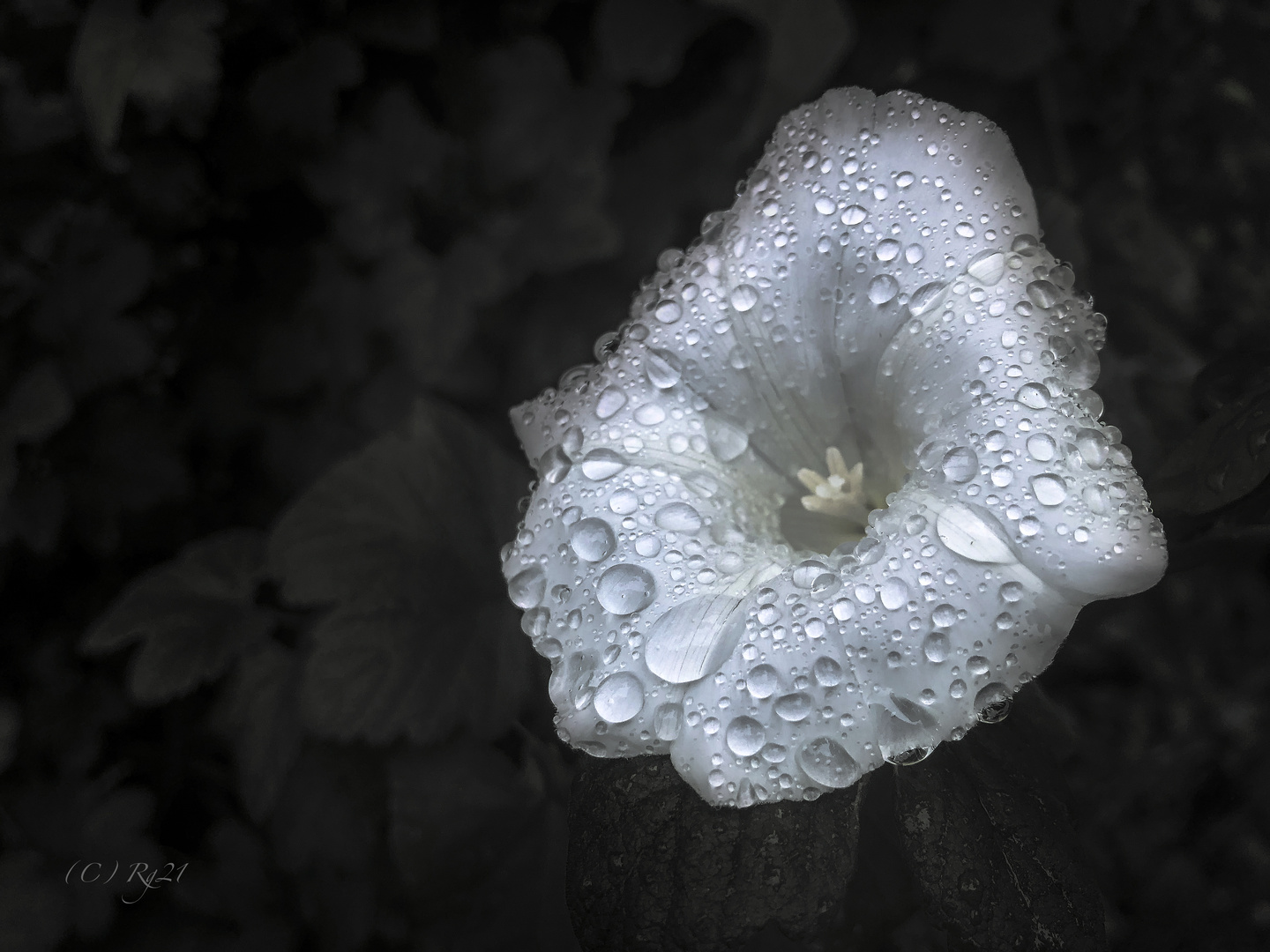 natures pearls