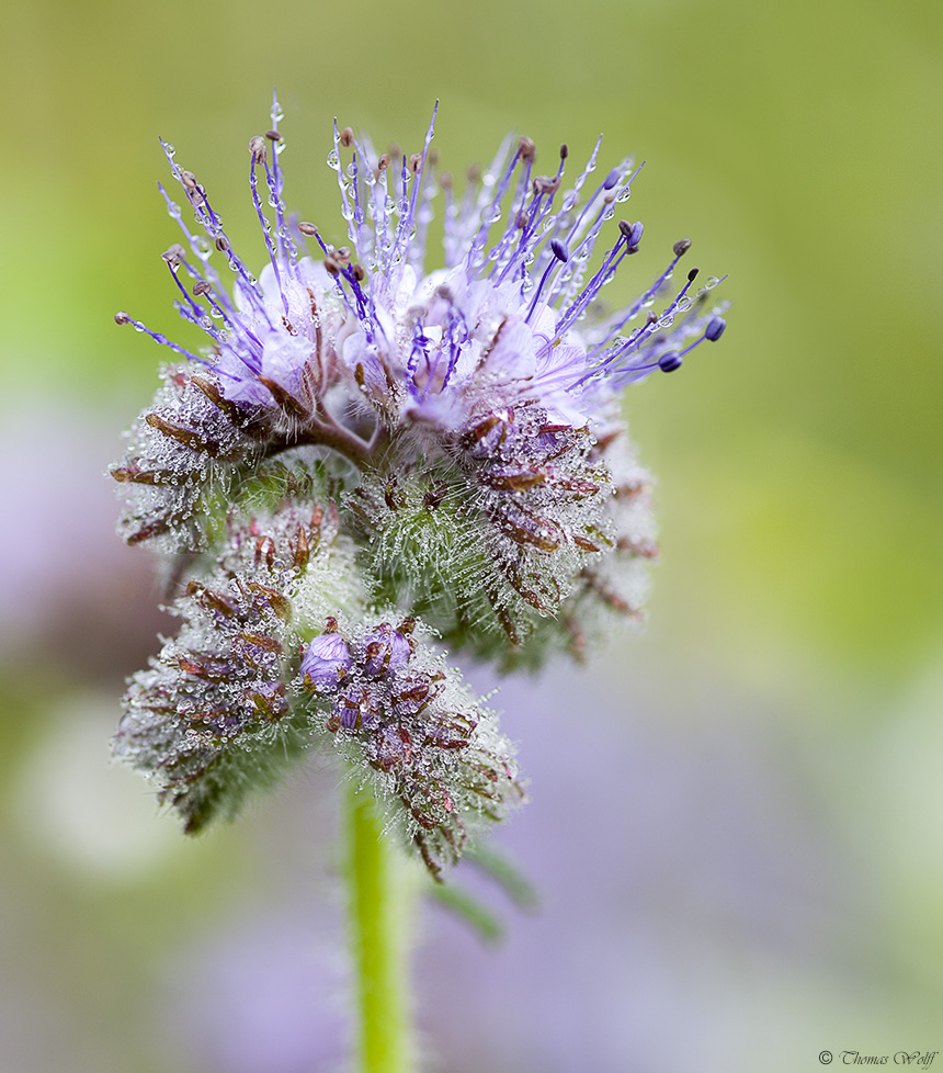 Nature's pearls / Die Perlen der Natur