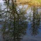 Nature's reflection - upside down