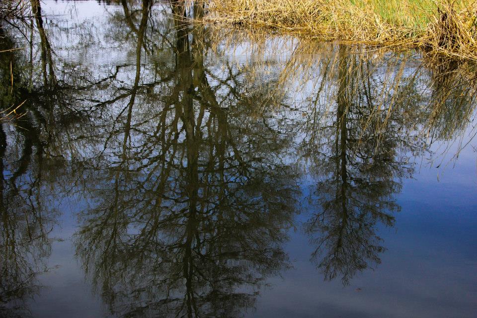 Nature's reflection - upside down