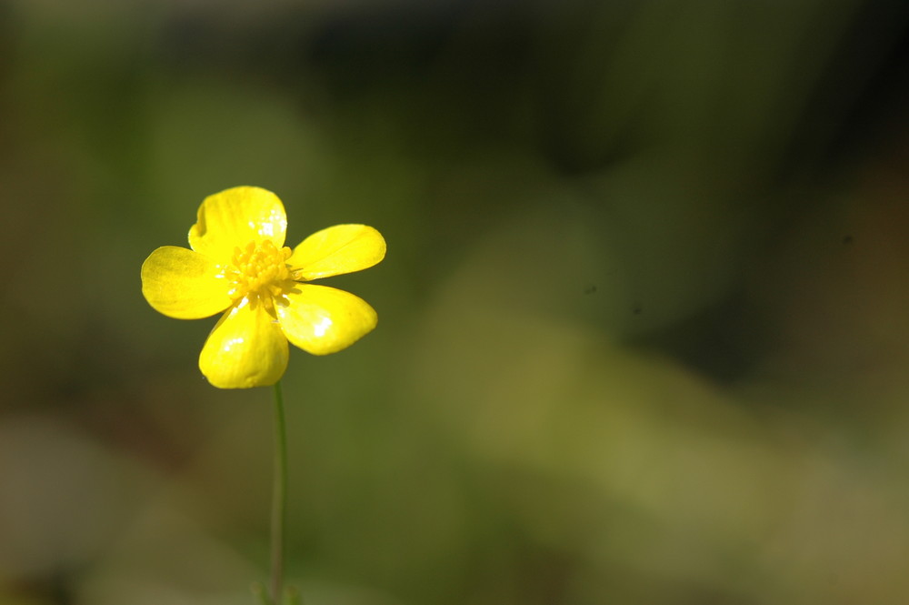 Naturfarben