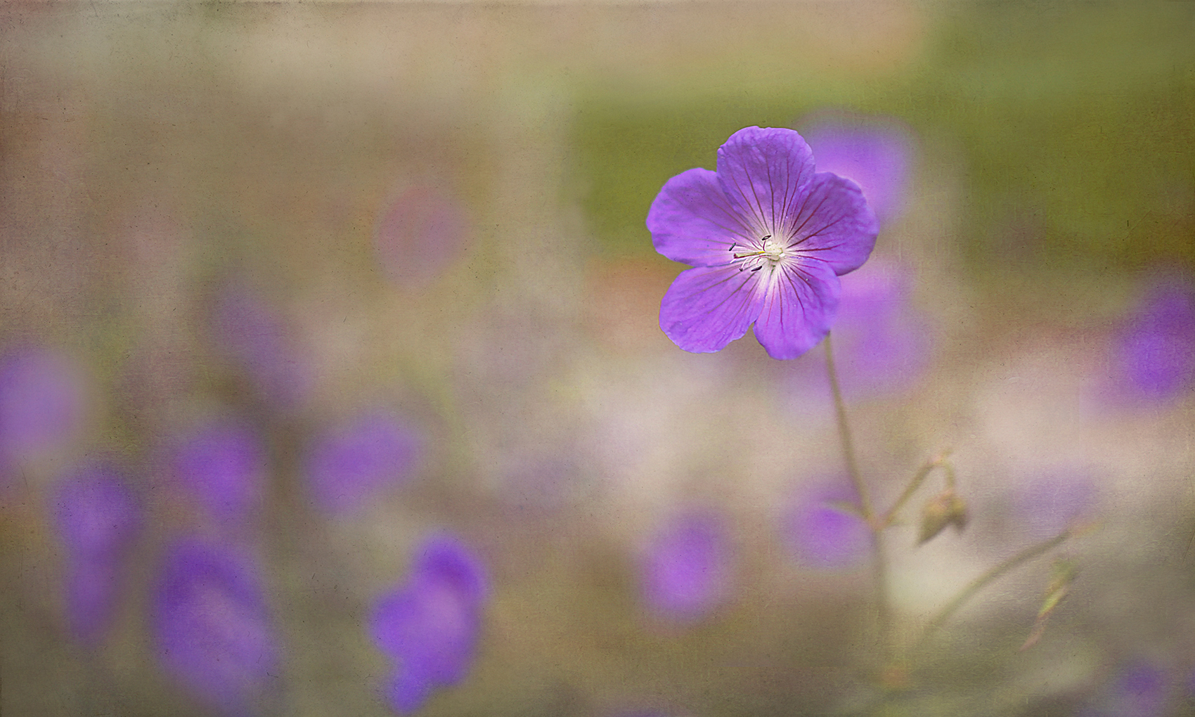 NATURFARBEN  