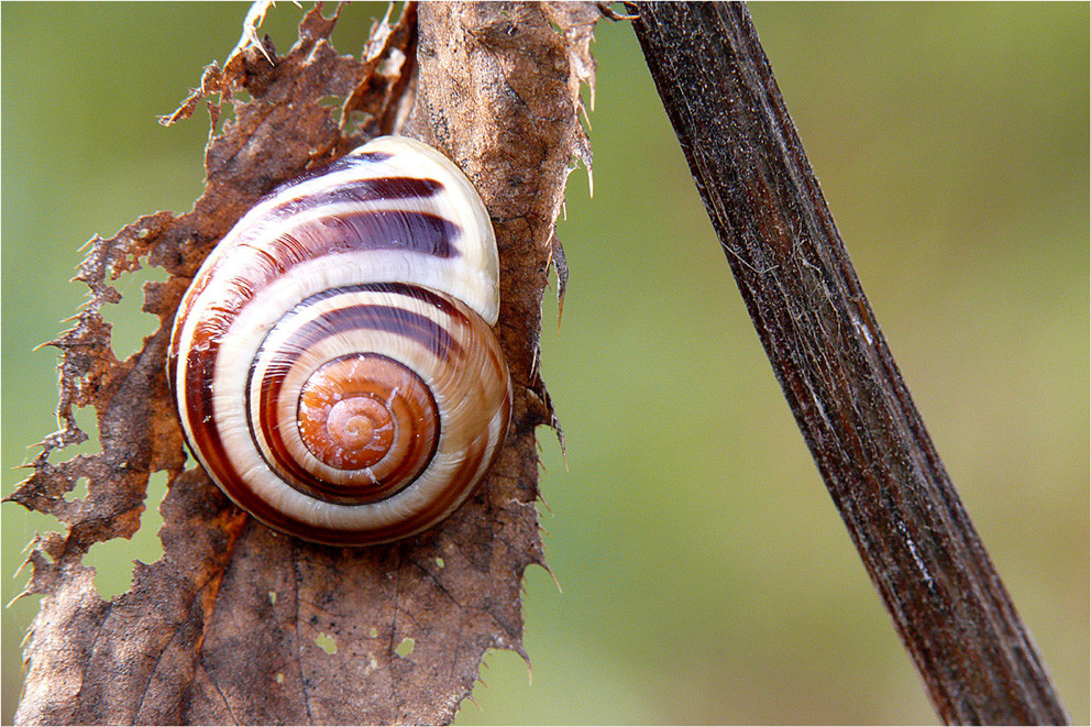 "Naturfarben-Schnecke"