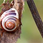 "Naturfarben-Schnecke"