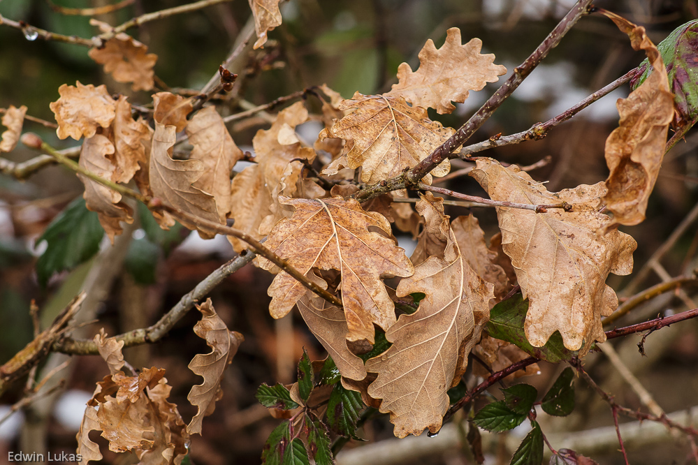 Naturfarben/Erdfarben