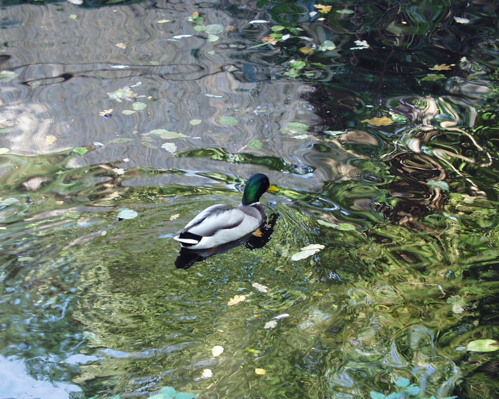 Naturfarbenwasserspiele mit Ente