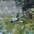 Naturfarbenwasserspiele mit Ente