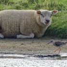 Naturforscher