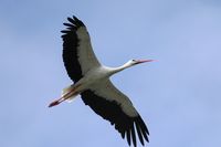 Naturfoto-AG-Niederrhein