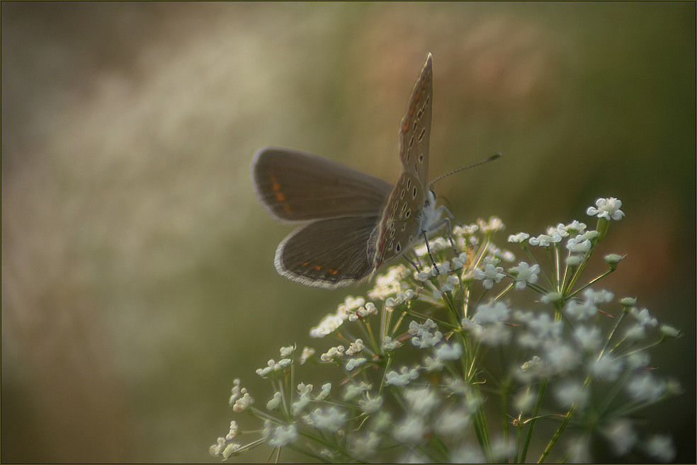 Naturfotografen stehen mit einem Bein im Knast ...