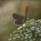 Naturfotografen stehen mit einem Bein im Knast ...