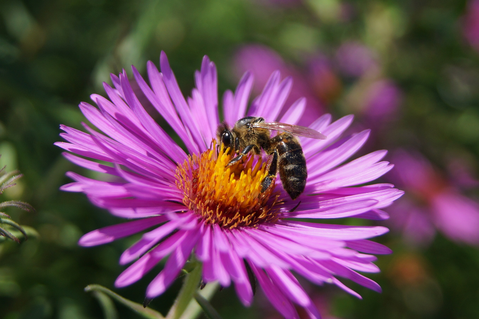 Naturfotografie