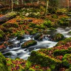 Naturfotografie aus Leidenschaft