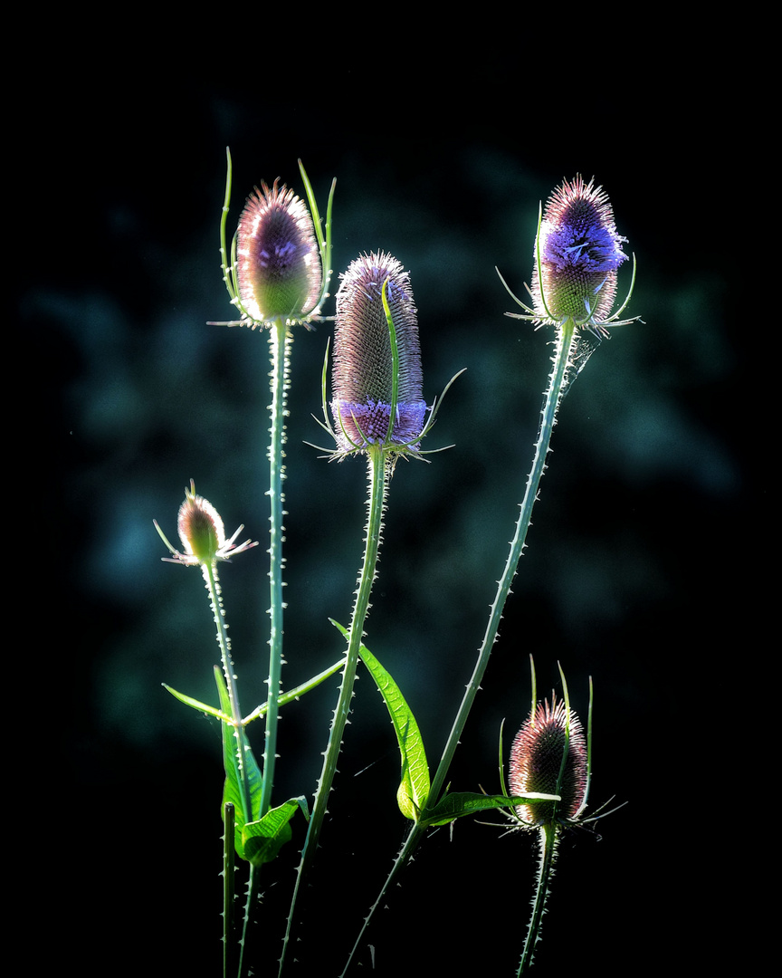 Naturfotografie