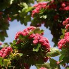 Naturfotografie Frühling - Sommer.