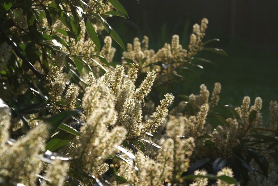 Naturfotografie Frühling - Sommer