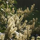 Naturfotografie Frühling - Sommer