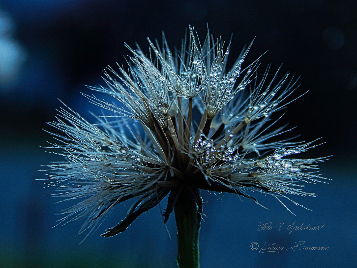 Naturfotografie und Macro