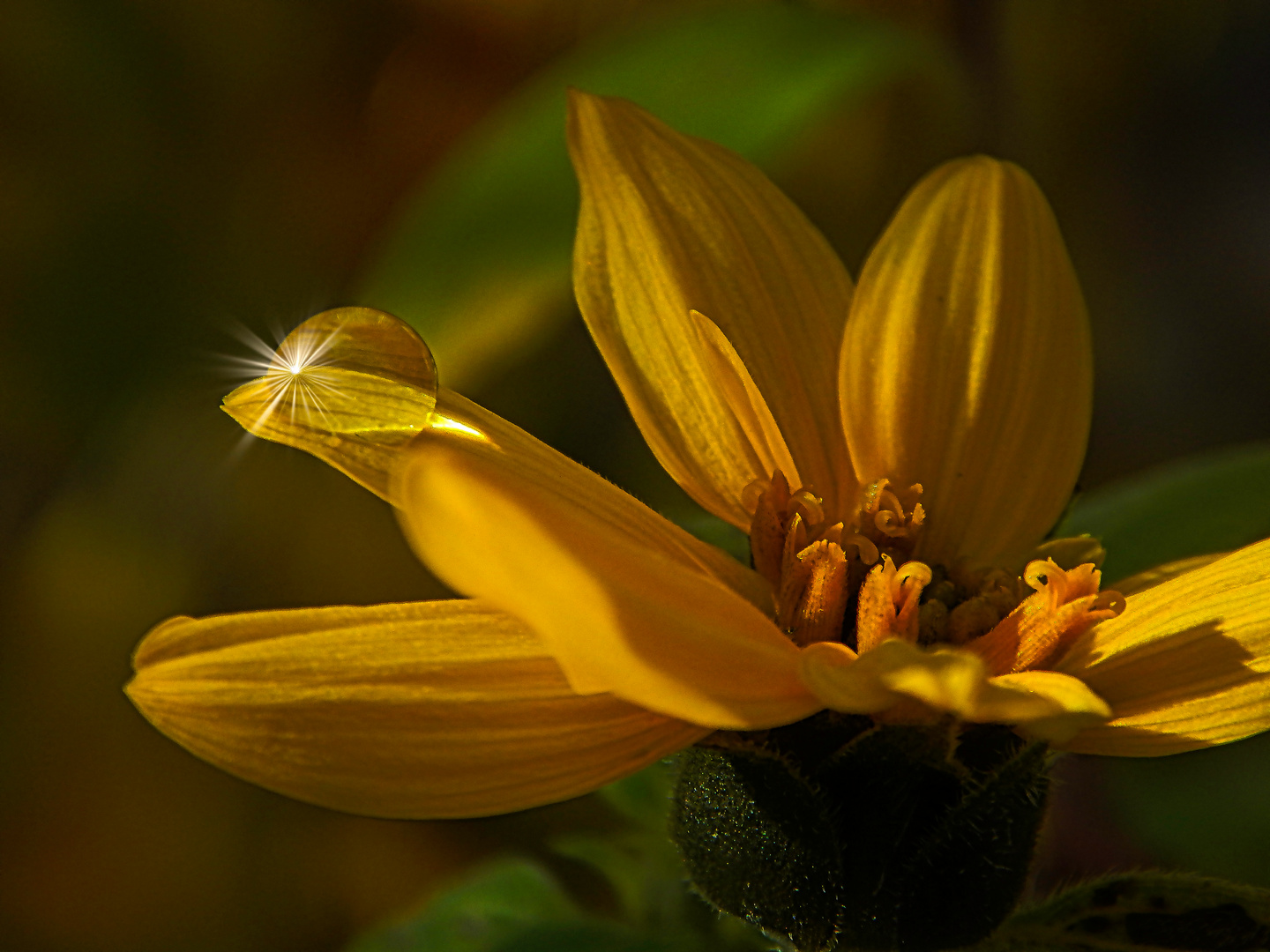 Naturfotografie und Macro