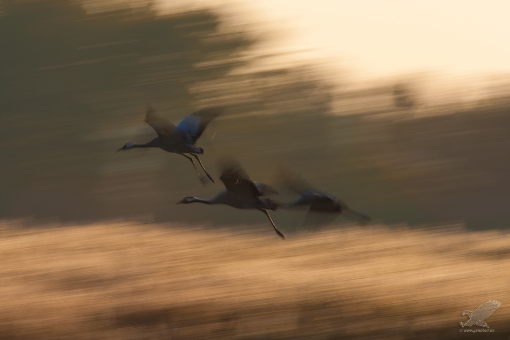 Naturfotografie wie ich sie mag...