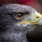 Naturfotografietage in Fürstenfeldbruck