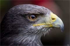 Naturfotografietage in Fürstenfeldbruck