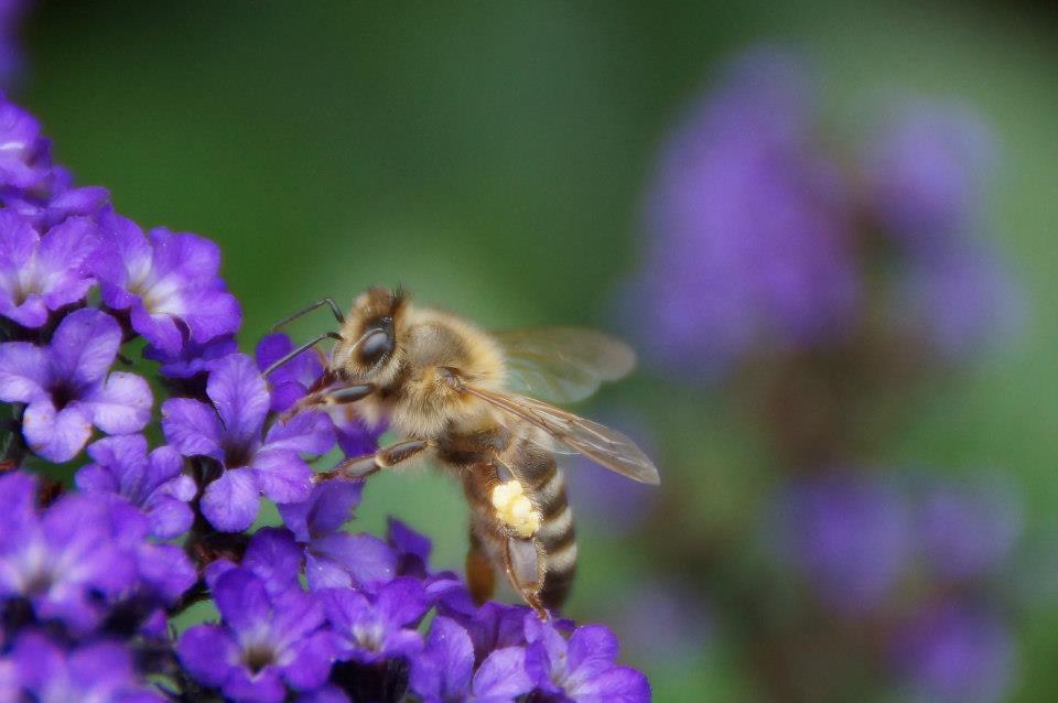 Naturfotos