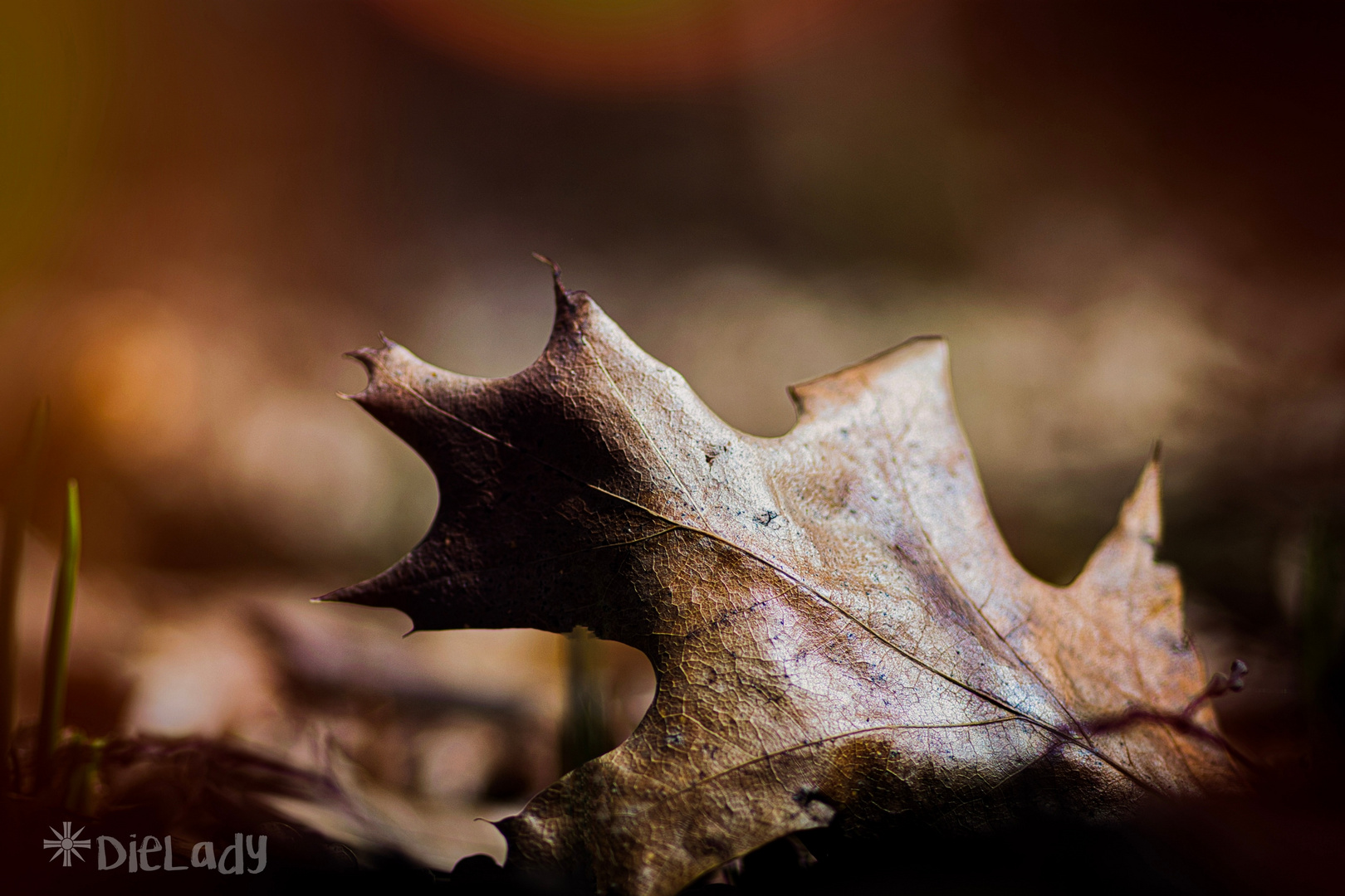 Naturfotos