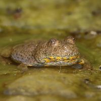 Naturfotos_aus_waldfriede