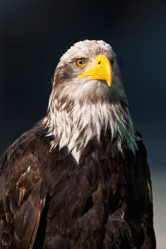 Naturfototage 2009