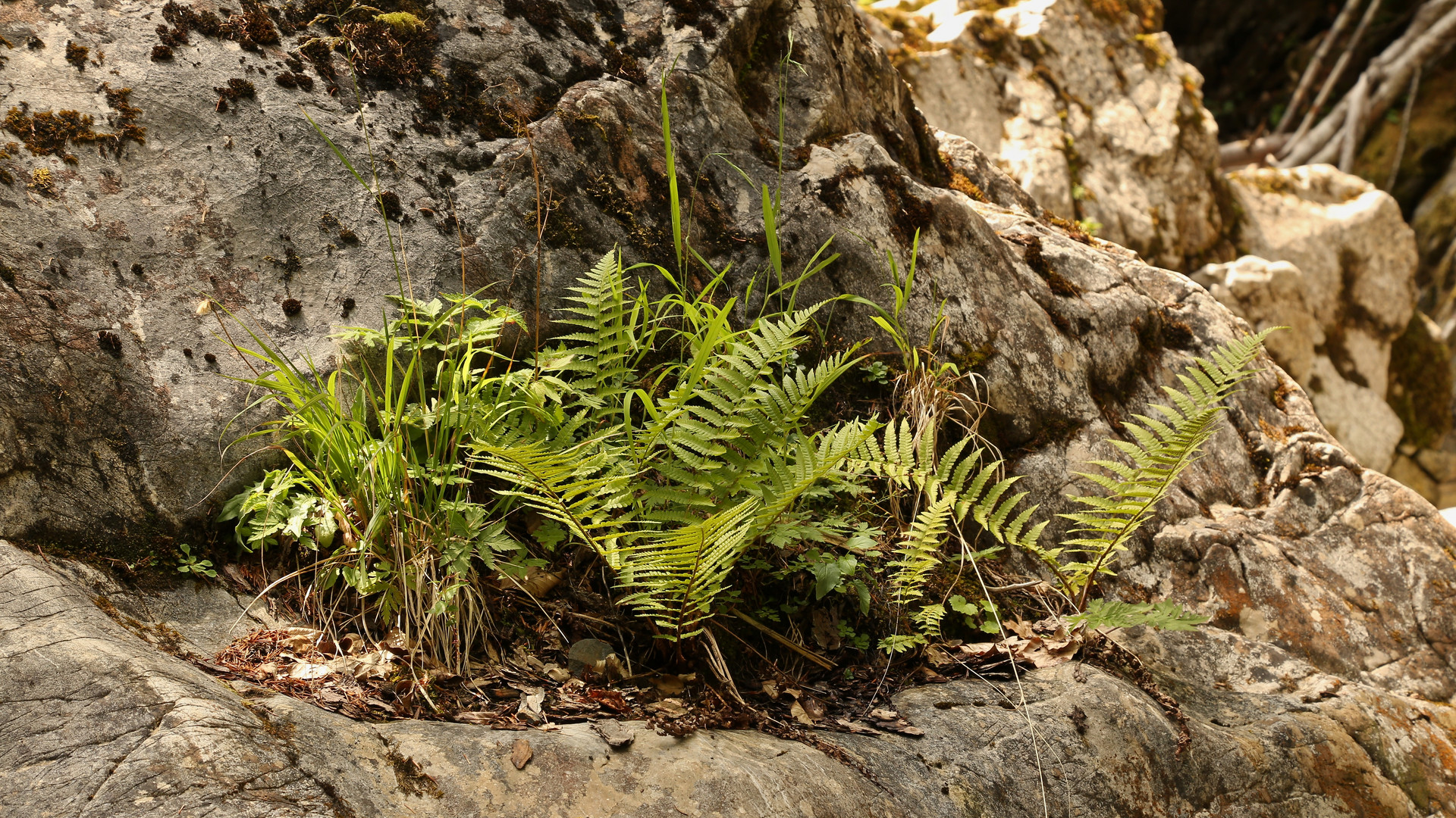 Naturgärtlein (2017_07_10_EOS 6D_4477_ji)