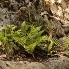 Naturgärtlein (2017_07_10_EOS 6D_4477_ji)