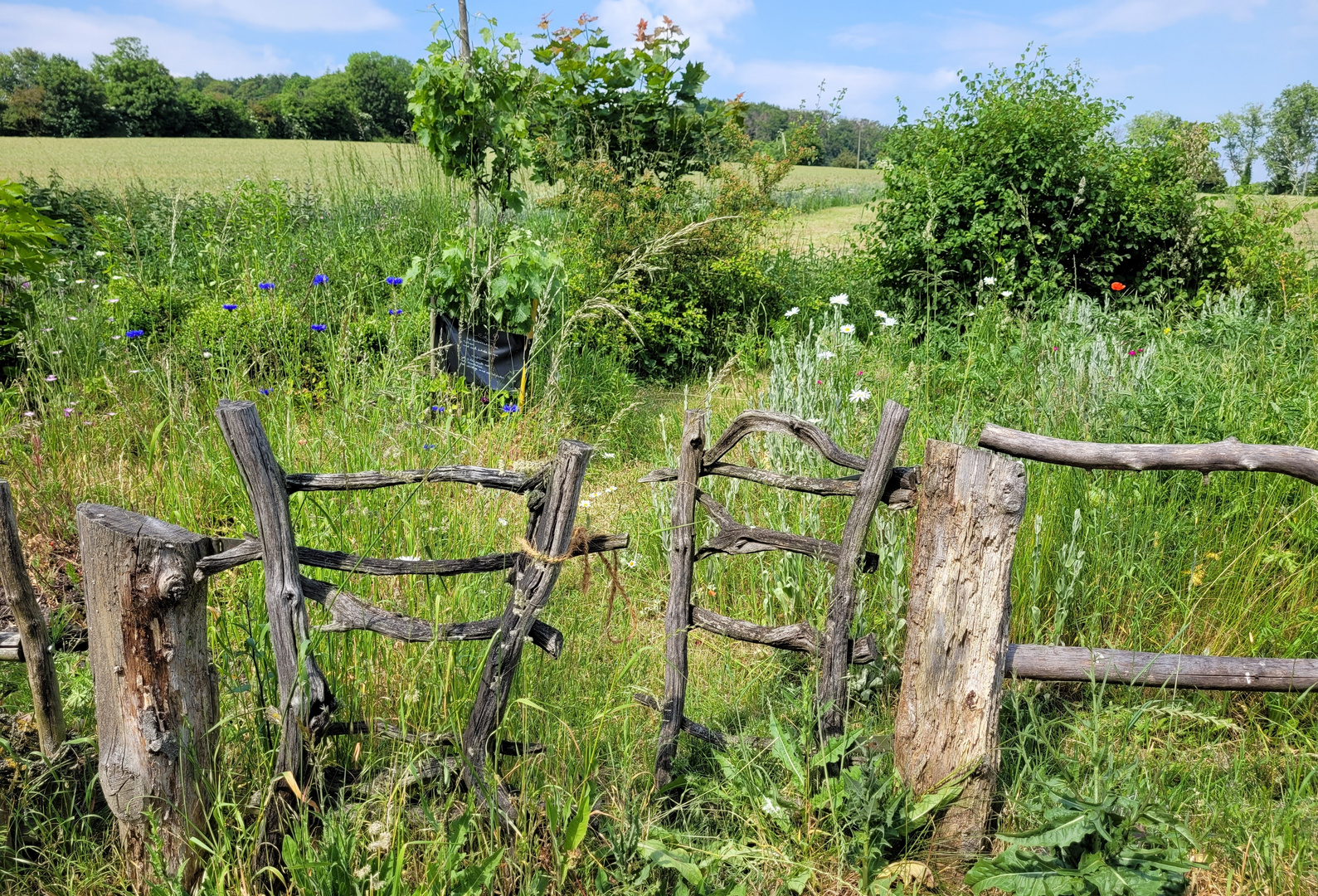 Naturgarten