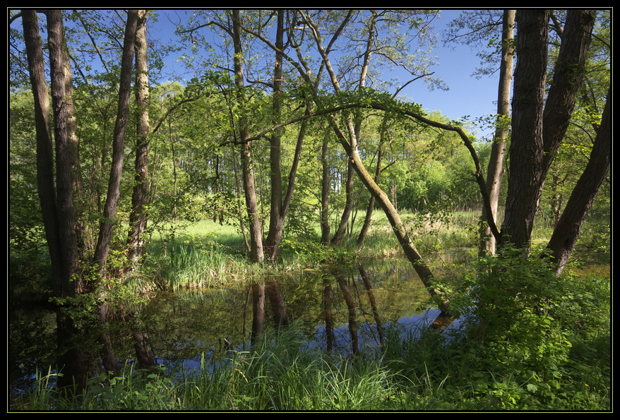 Naturgarten