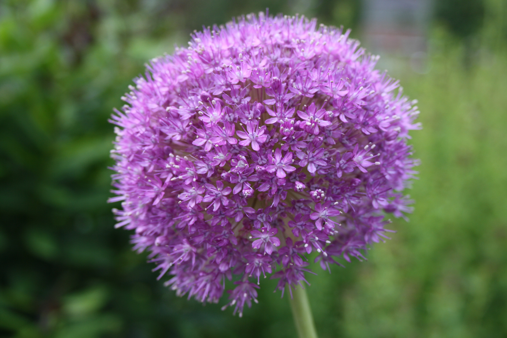 Naturgartenaufnahme Juni 2011