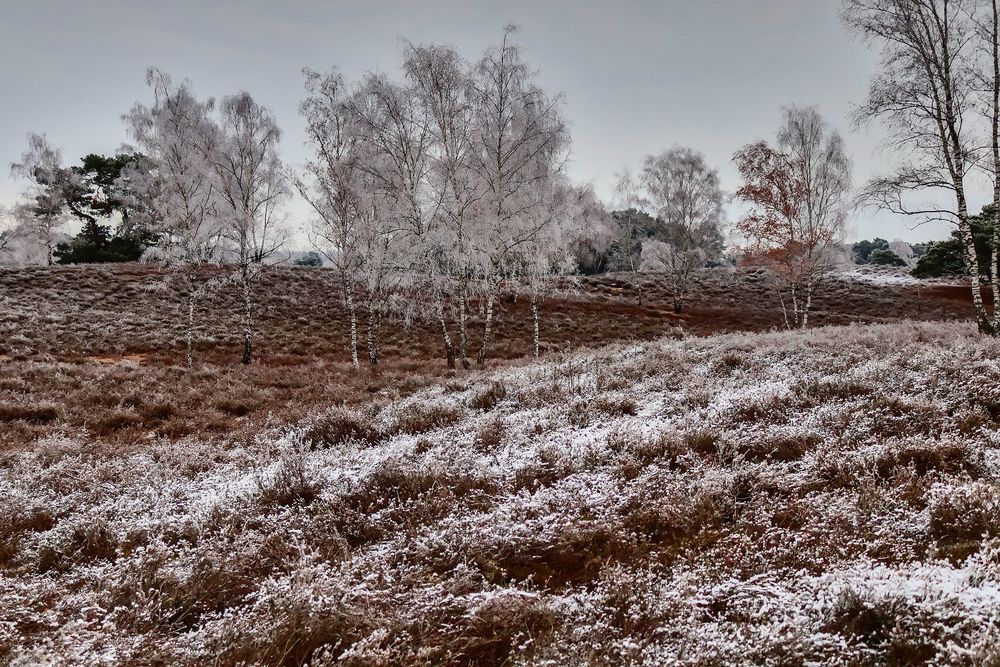 Naturgebiet Westruper Heide 