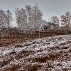 Naturgebiet Westruper Heide 